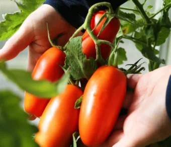 Semi di Pomodoro San Marzano