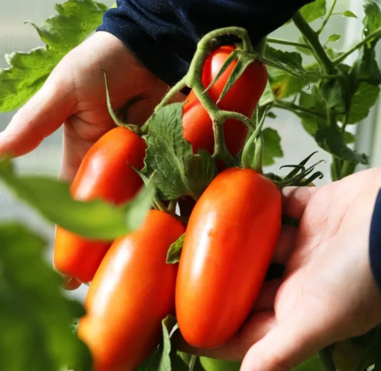 Semi di Pomodoro San Marzano