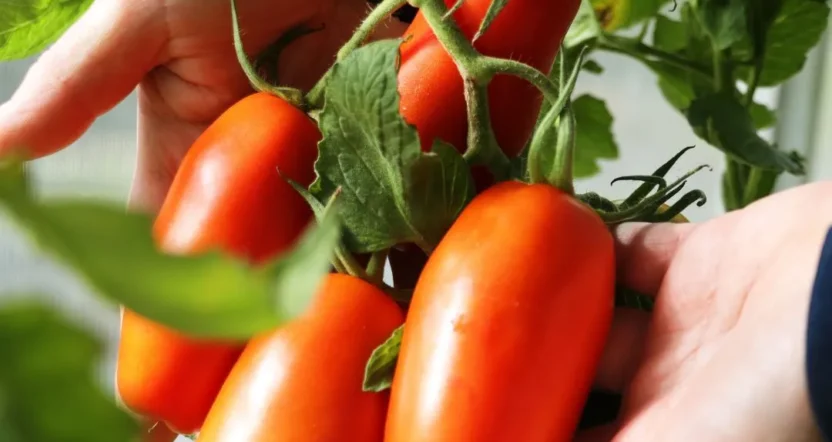 pianta di semi di pomodoro san marzano