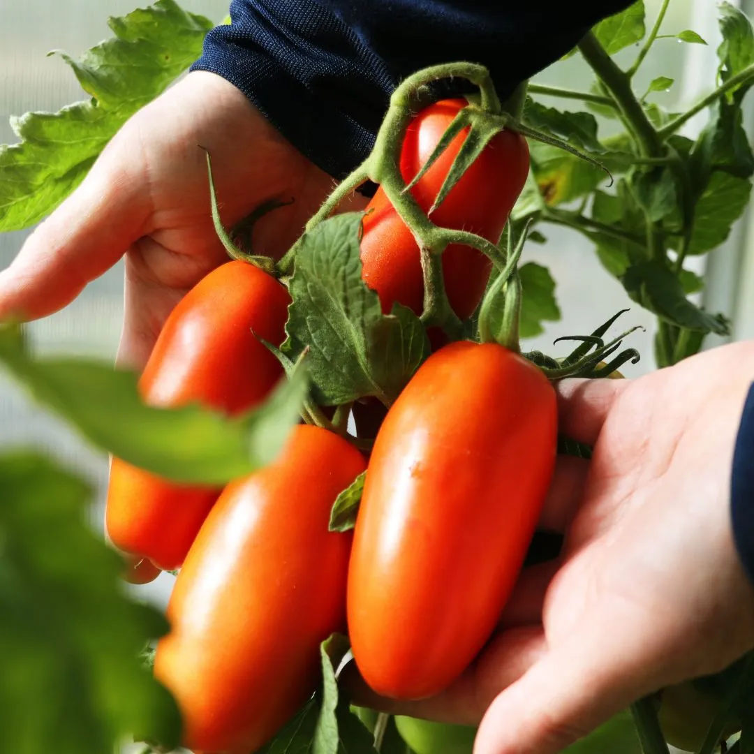 Semi di Pomodoro San Marzano