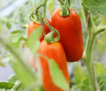 Semi di Pomodoro San Marzano