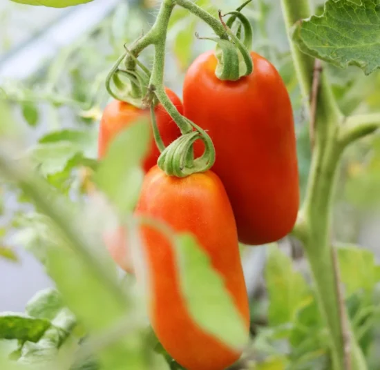 Semi di Pomodoro San Marzano