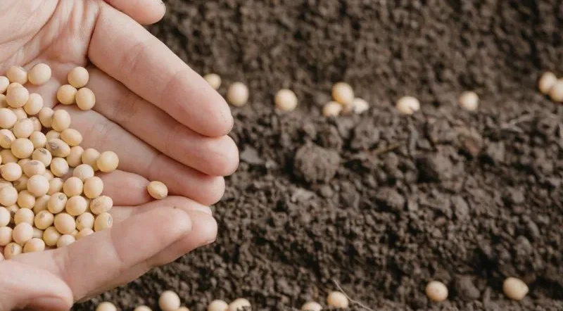 calendario semine mese per mese ortaggi con pomodori zucchine e insalata