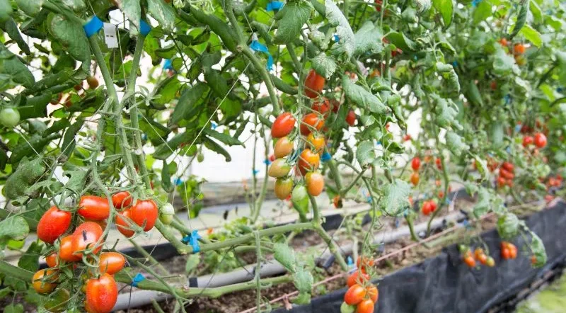 Cosa seminare in primavera nell’orto tra marzo aprile e maggio