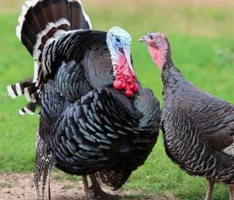 Tacchini in vendita - Nostrano e Americano