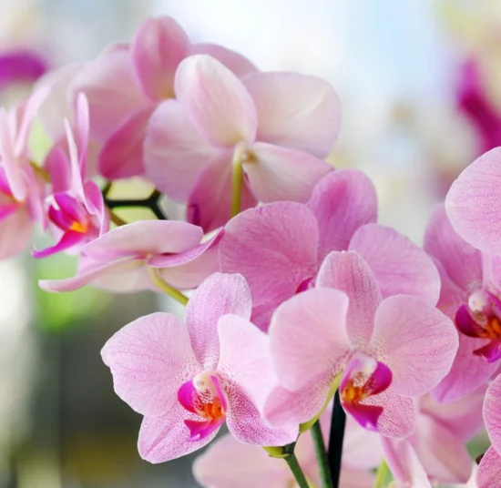 Terriccio per Orchidea – per una Fioritura Straordinaria