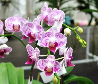 Terriccio per Orchidea – per una Fioritura Straordinaria