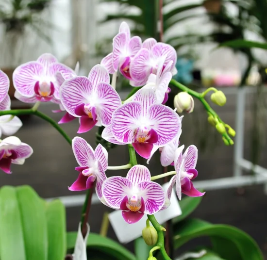 Terriccio per Orchidea – per una Fioritura Straordinaria