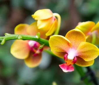 Terriccio per Orchidea – per una Fioritura Straordinaria