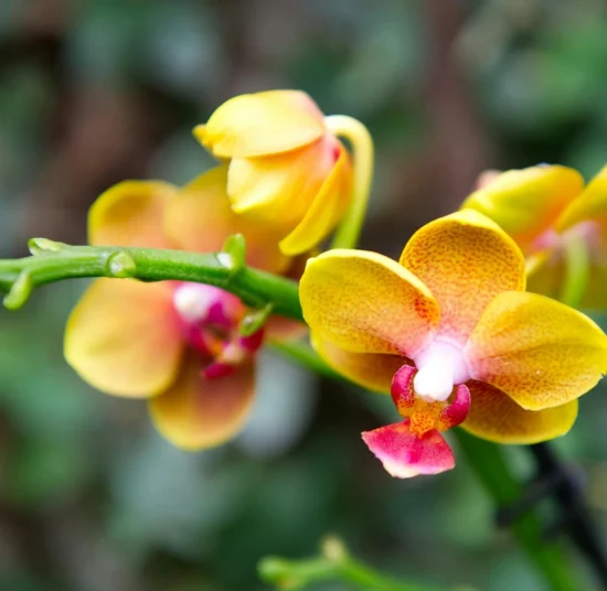 Terriccio per Orchidea – per una Fioritura Straordinaria