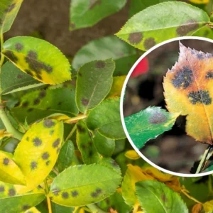 ticchiolatura delle rose malattia fungina