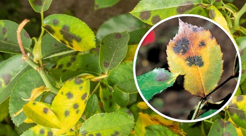 ticchiolatura delle rose malattia fungina