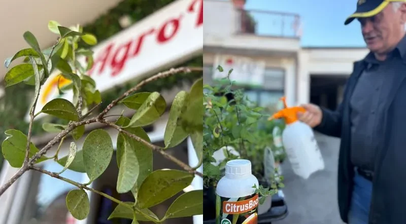 trattamento con l'Estratto di Arance Amare per piante rimedio naturale contro cocciniglia e afidi