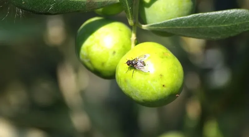 Prevenzione della mosca dell’olivo con trattamento completo per proteggere olive e pianta.