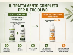 Come usare il trattamento olivo completo dopo la fioritura e prima della raccolta per proteggere l’olivo.