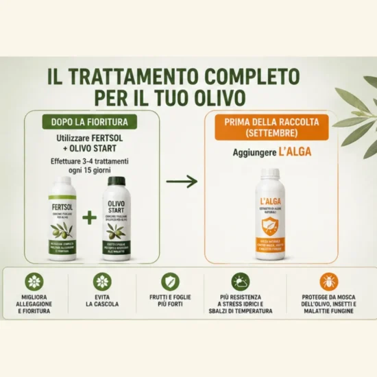 Come usare il trattamento olivo completo dopo la fioritura e prima della raccolta per proteggere l’olivo.