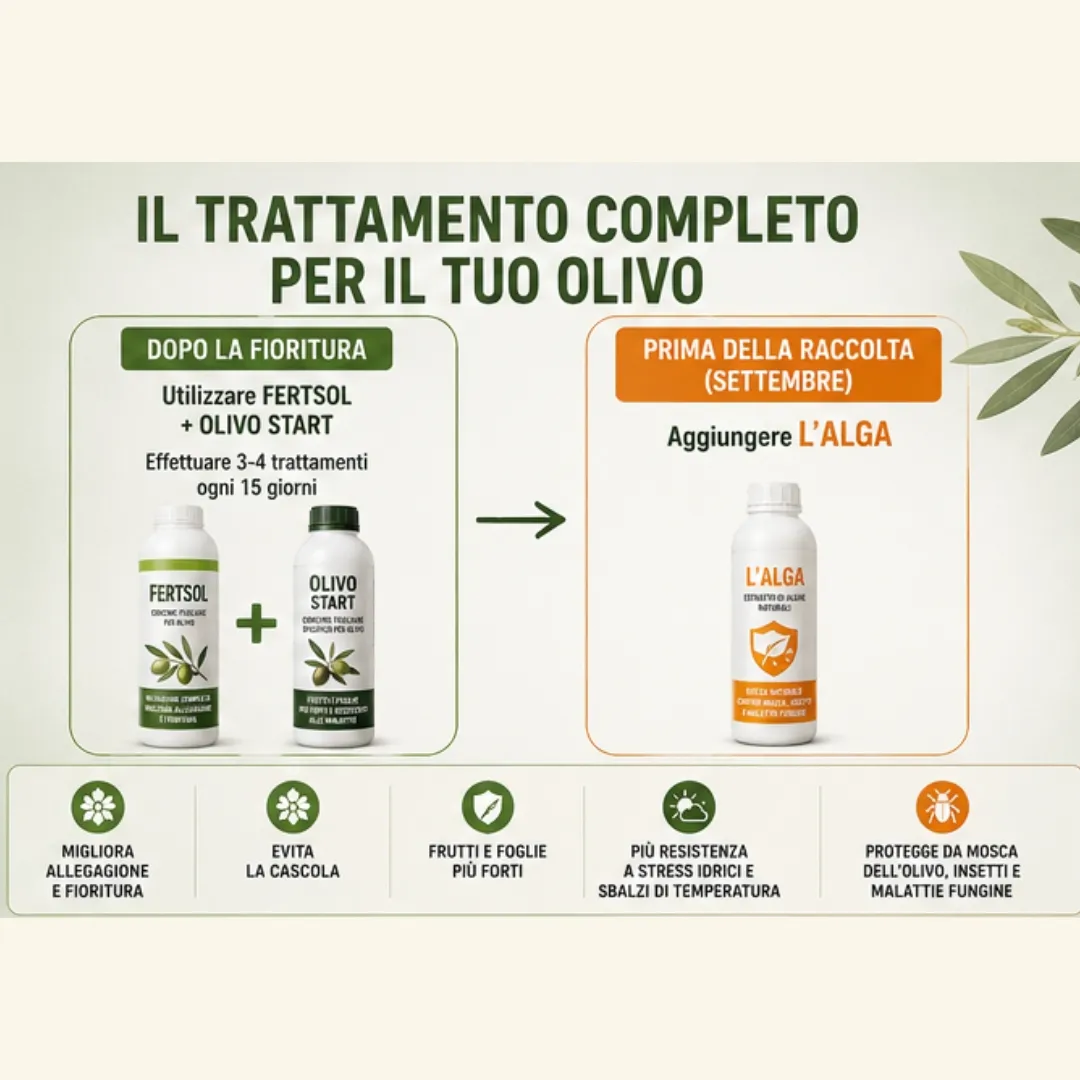 Come usare il trattamento olivo completo dopo la fioritura e prima della raccolta per proteggere l’olivo.