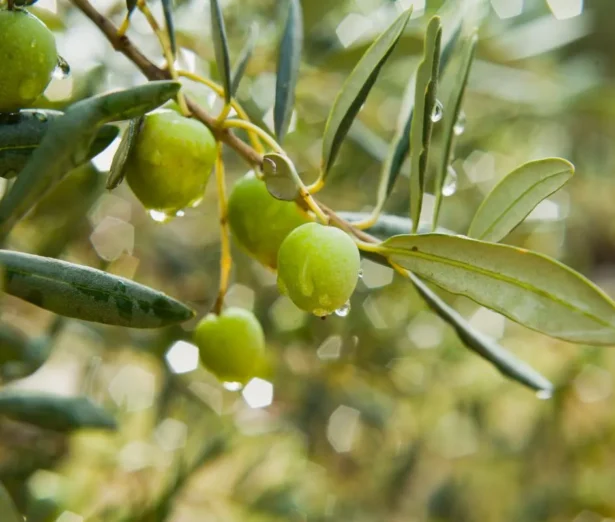 Trattamento olivo dopo la fioritura per aumentare produzione e proteggere le olive