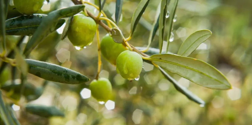 Trattamento olivo dopo la fioritura per aumentare produzione e proteggere le olive