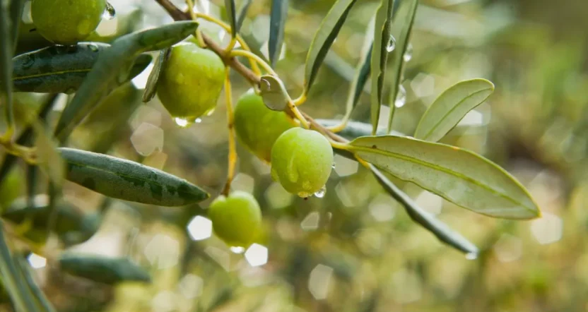 Trattamento olivo dopo la fioritura per aumentare produzione e proteggere le olive