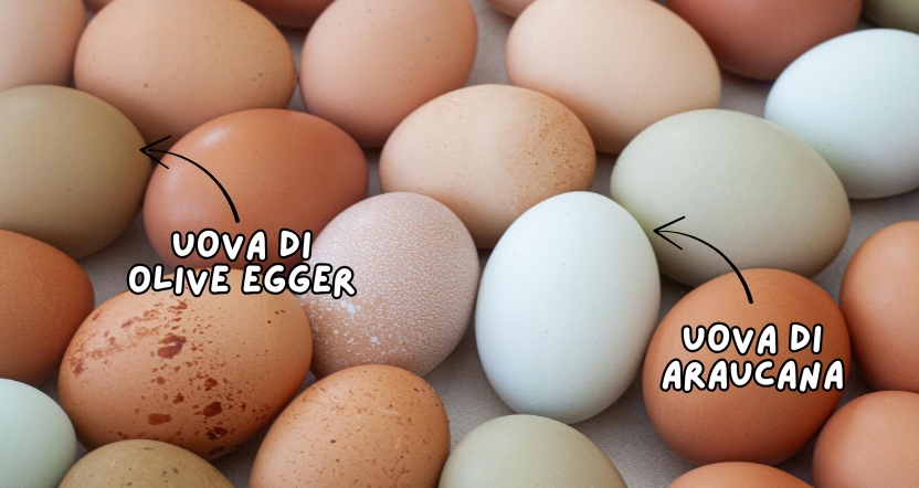 uova di gallina araucana roma