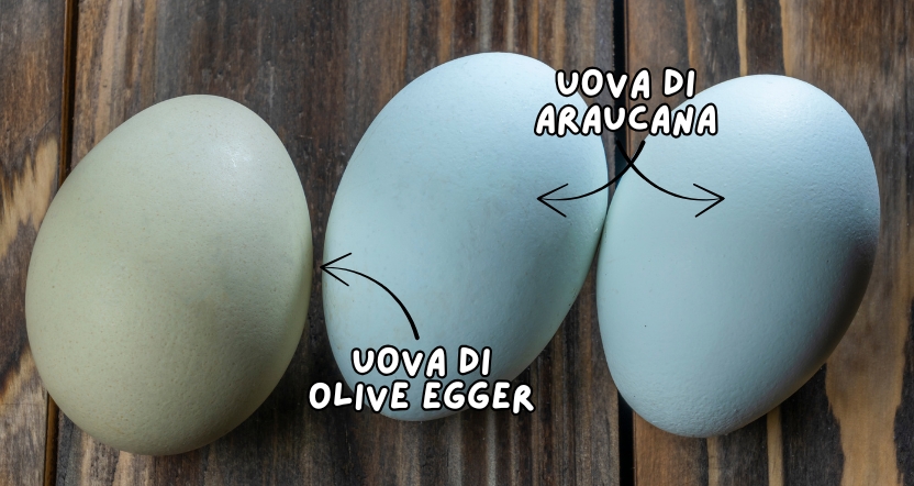 uova blu di gallina araucana roma